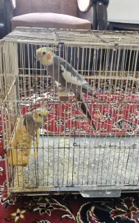 دوعدد عروس هلندی نر