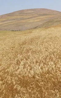 گندم آذر2