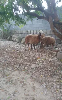 ۳تابره ماده جنسدار زیر بیست کیلو