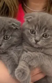 اسکاتیش بلو پر طرفدار ماده و نر