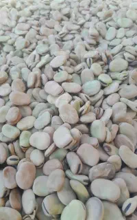 باقله خشک