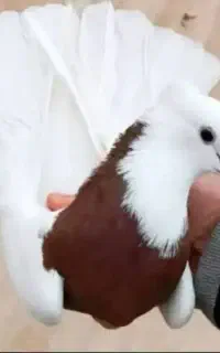 کبوتر
