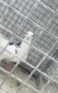 پلنگ پرشی