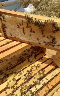 عسل قاب موم شهد  ژل رویال گرده