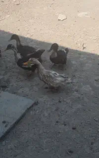 اردک