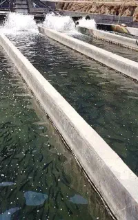 کارگر جهت پرورش ماهی