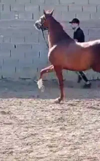 اسب مادیون اصیل