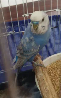مرغ عشق نر