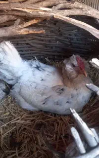 مرغ گلین کرچ