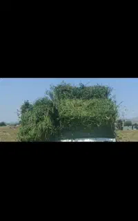 علوفه خشک قالبی(پرس یونجه)