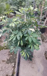 گل و گیاه زینتی عمده وقیمت تولید