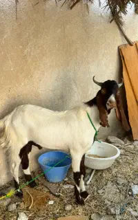 پاز پاکستانی بز پاکستانی
