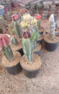 انواع گل گیاه