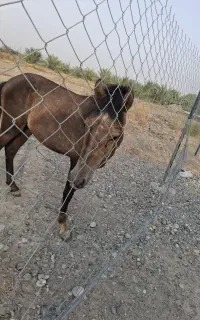 کره اسب عرب ایرانی