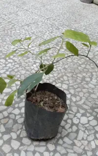 فروش گل کاغدی