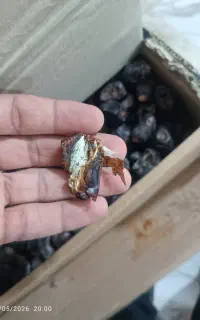 خرما