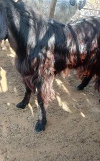 چپش نری کهر ماده
