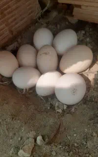 تخم مرغ محلی