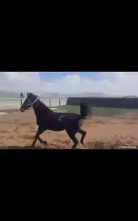 اسب مادیون کره پالانی