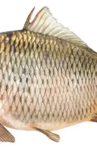 خوراک ماهی