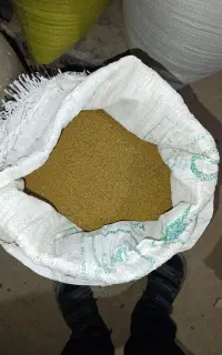 بذر یونجه
