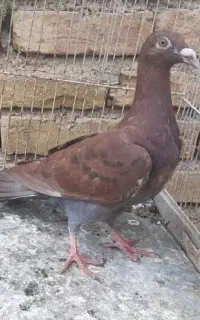 جوجه کوهی سرخ