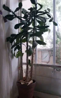 تعدادی گل و گلدان به فروش میرسد