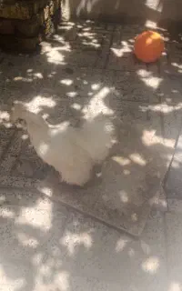 مرغ ابریشمی