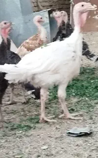 بوقلمون سفید گوشتی