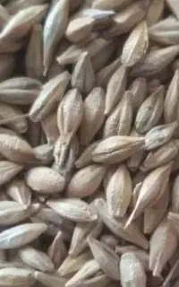 جو درجه یک
