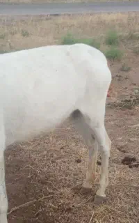 خر الاغ