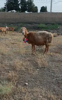 میش چینی . عربی