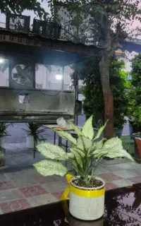 کارگر برای نان کبابی
