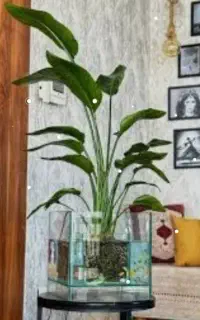 آکواریوم گلدان