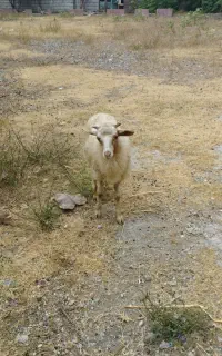 گوسفند بره نر