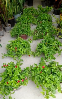 گل ناز یخی گلدان کاسه بزرگ