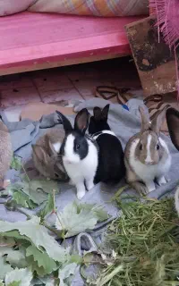 بچه خرگوش باهوش