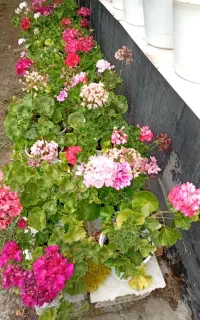 گل شمعدونی فروشی