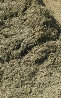 کنگر مخصوص گوسفند