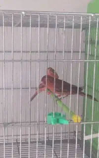 قناری سوخته سرخ وکشیده بلند ماده