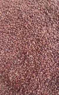 لوبیا قرمز یاقوتی