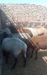 10عدد گوسفند ابستن