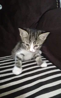 گربه