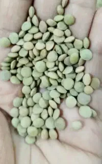 عدس درجه یک