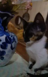 واگذاری کاملا رایگان بچه گربه