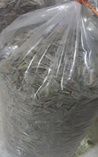 تخمه شور آفتابگردان تازه و درجه یک
