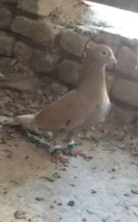 هفرنگ زرد