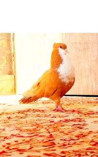 کبوتر کلکسیونی