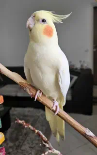 عروس هلندی