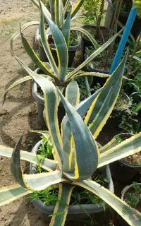 آگاو ابلق برگ خنجری